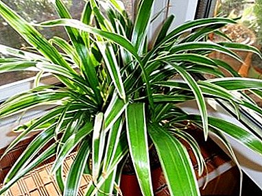 Green fireworks at home - Ophiopogon: photo and home care