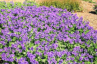 Urip kebo hiasan - geranium Magnificent: review saka varieties karo foto, tanduran, Reproduksi lan care