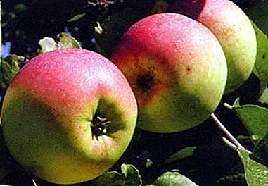 Izinhlobo zasebusika ezivela ku-Apple Calendar - uRennet Chernenko