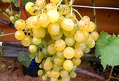 Variedade de uva resistente e resistente "Tukay"