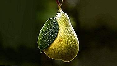 Winter-hardy variety for Central Russia - pear "Space"