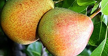 ແນວພັນລະດູຫນາວ - ແຂງມີຊີວິດ shelf ຍາວ - pear "Decakrinka"