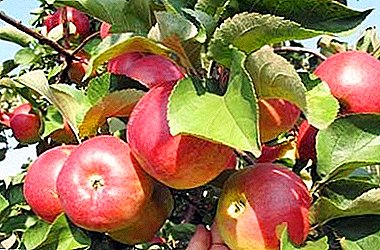 Winterharde verskeidenheid appels met uitstekende smaak - Vriendskap van Volke