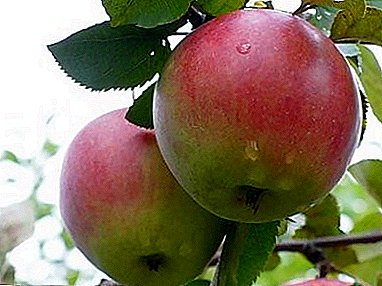 Wanterfestlech, produktiv a krankheitsbestänneg - Apfel Varietéit "Orlovskoye Polesye"