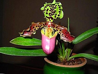 Orkide papiopedilum bilan tanishish - uyda parvarish qilish va gul fotosuratining xususiyatlari