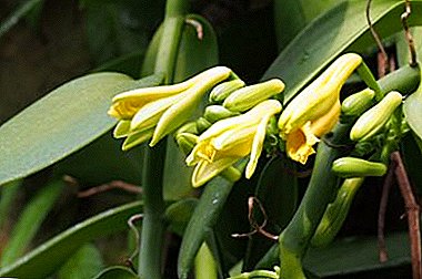 Estamos familiarizados cunha orquídea Vanilla. Asesoramento de flores e fotos