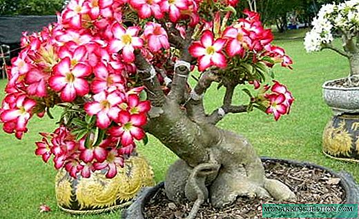 آدنیوم - گل رز زیبا کویری