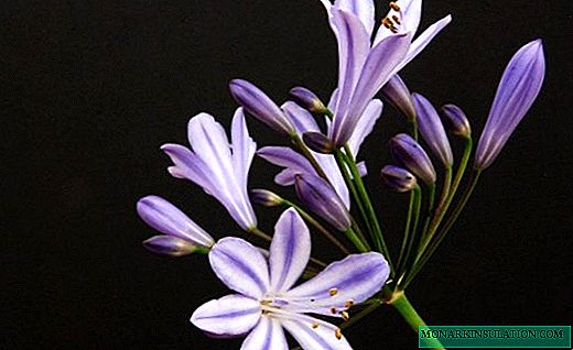 Agapanthus - Geulis Afrika Lily
