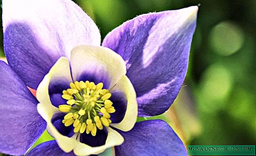एक्लीजिया - अद्भुत सौन्दर्यको फूल