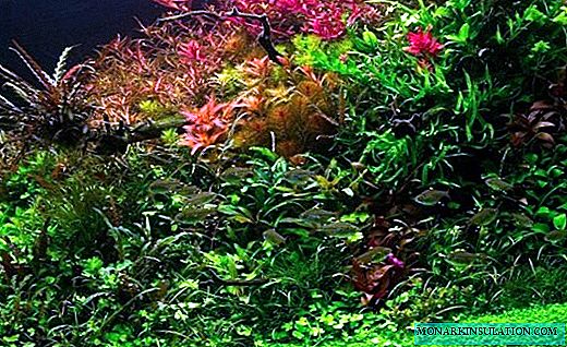 અમ્માનિયા - પાણીમાં રંગીન પાંદડા