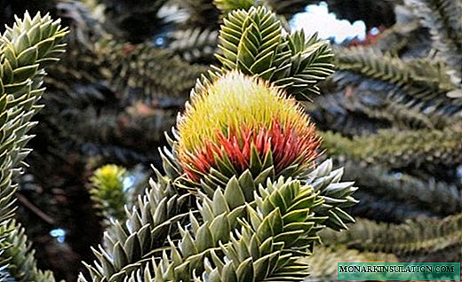 Araucaria (mtengo wa nyani) - spruce wamkati pawindo