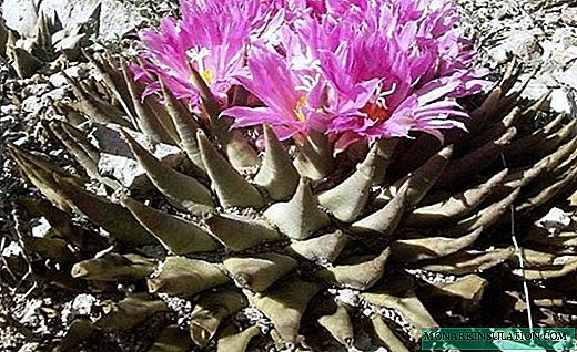 Ariocarpus - ausgefalene Noutlosen Kaktusse mat liewege Faarwen