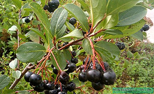 Chokeberry: un arbusto extensivo con froitos medicinais