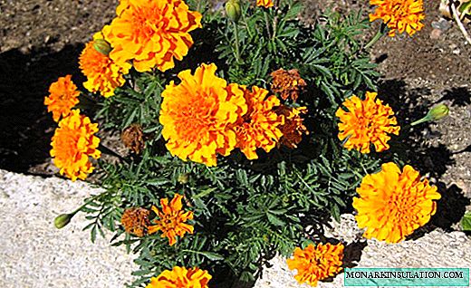 Marigolds - blodau heulog persawrus