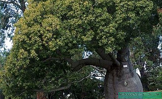 Brachychiton - umuthi omuhle we-bonsai