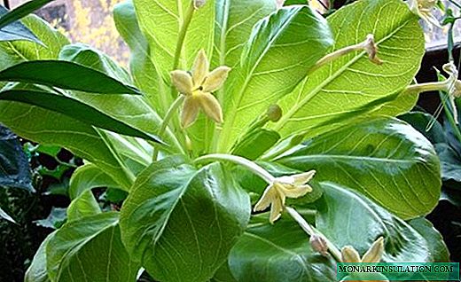 Brigamia - falleg succulent með ótrúlegum litum