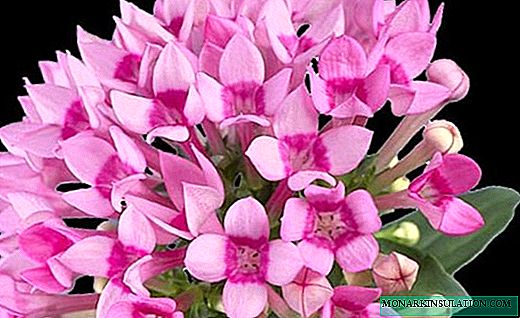 बोवर्डिया - विंडोजिलवर फुलांचे फटाके