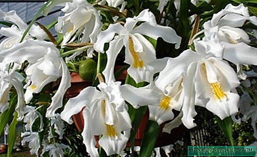 Tselogina - manyifik ampel orchid