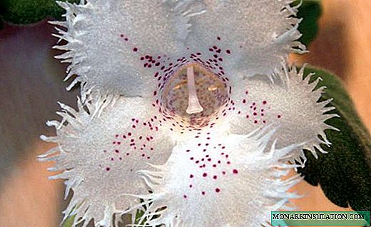 Sjarige alsobia - 'n sierlike versiering van hangende planters