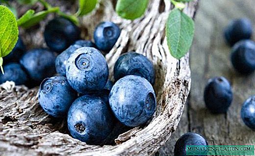 Blueberries - compact bushes na may matulis na berry