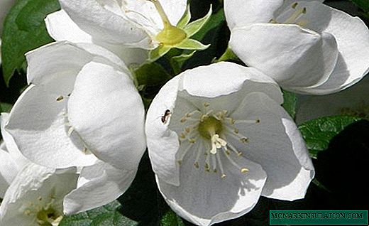 Chubushnik - ọgba alarinrin ọgba jasmine