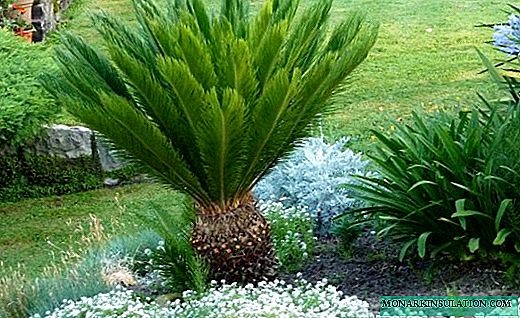 Tsikas - unha exuberante palmeira cunha flor inusual