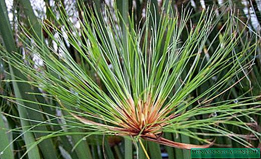 Tsiperus - armfuls بی نظیر از زخم آبدار