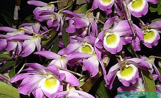 Dendrobium - aan qabyo ahayn, oo ubax leh ubaxu orchid