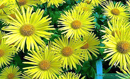Doronicum - მომხიბლავი მზიანი ყვავილი