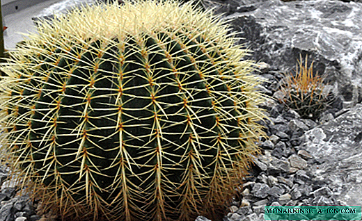 Echinocactus - libolo tsa spiky tse makatsang