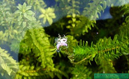 Елодеа - филтер за зелени аквариуми