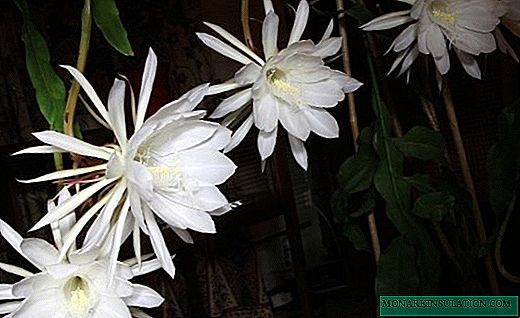 Epiphyllum - кактусҳои чандирии ҷангал