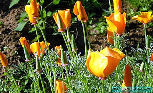 Eschscholzia - Flores suaves de gasa