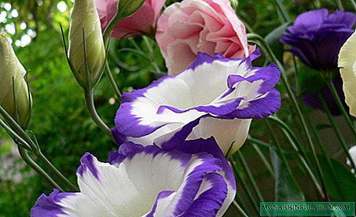 यूस्टोमा - निळा आयरिश गुलाब