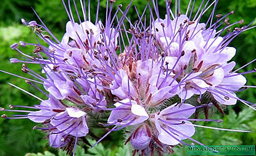 Phacelia - një barishte e dobishme për shtretër dhe shtretër lule