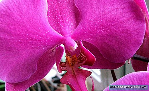 Phalaenopsis - orquídea de polilla sen pretensións