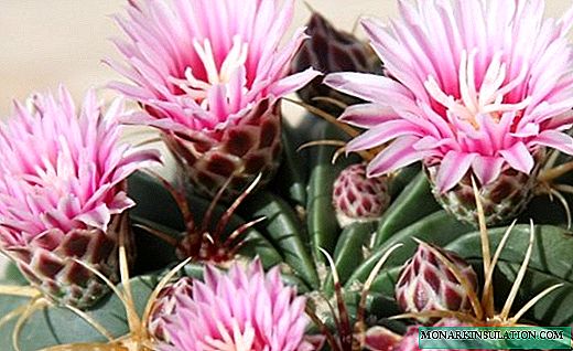 Ferocactus - kactus misy tsilo miloko maro loko