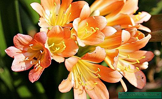 Freesia - պայծառ գույներով հովտի Cape lily