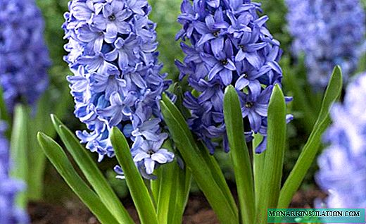 Hyacinth - ດອກໄມ້ໃນພາກຮຽນ spring ທີ່ມີກິ່ນຫອມ