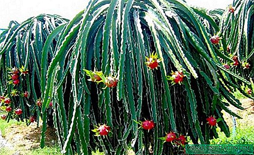 Hilocereus - kaktus gulungan sareng kembang ageung