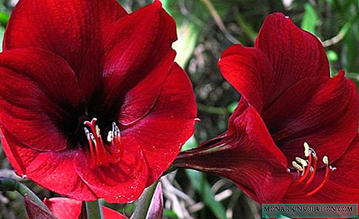 Hippeastrum - یک دسته گل شیک در گلدان