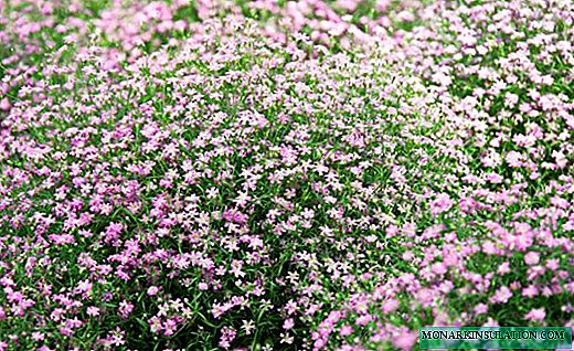जिप्सोफिला - लहान फुलांसह ओपनवर्क औषधी वनस्पती