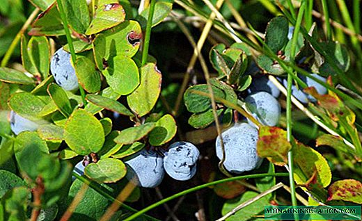 Blueberry - жемиш айыктырышы