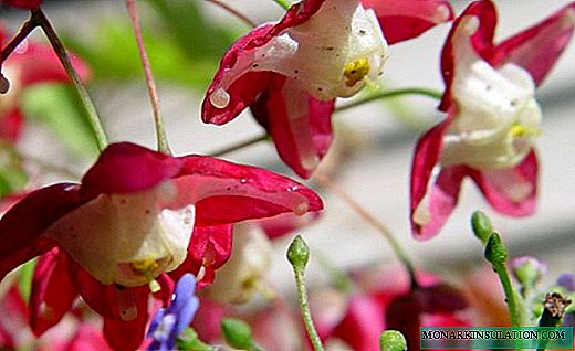 Goryanka - ઝનુન એક સુંદર ફૂલ