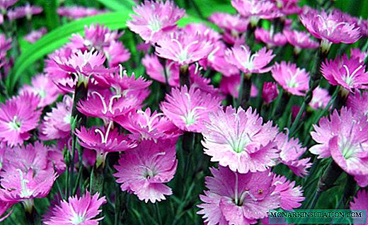Carnation - kulîlkek stêrkên ronahî