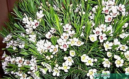 Hamelatsium - صنوبر گل معطر
