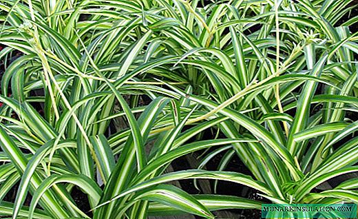 Chlorophytum - la ĉiopova verda fontano