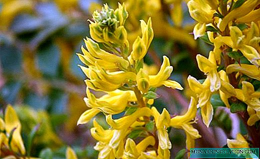 Corydalis - succulent მწვანილი და ადრეული ყვავილები