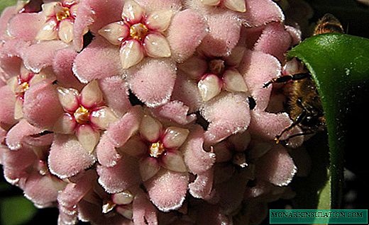 Hoya: unha marabillosa planta de cera