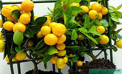 Kalamondin - dareke citrusê ya piçûk a li malê